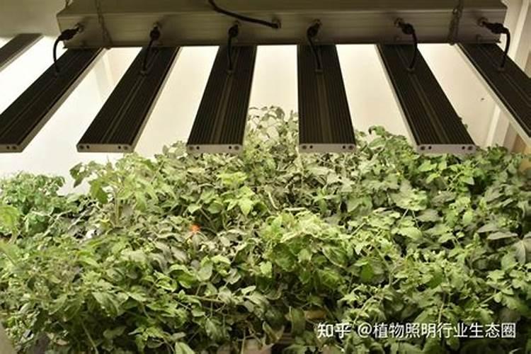经长途运输的桂花怎样栽培？能喷施叶面肥吗？