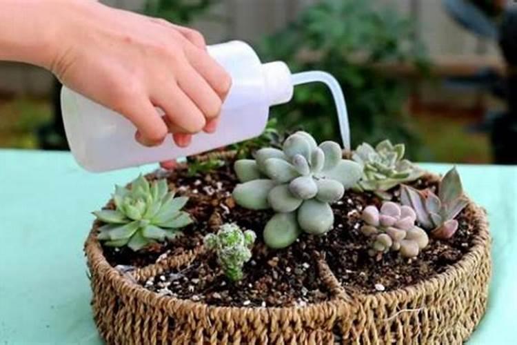 茶花夏天可以施肥吗