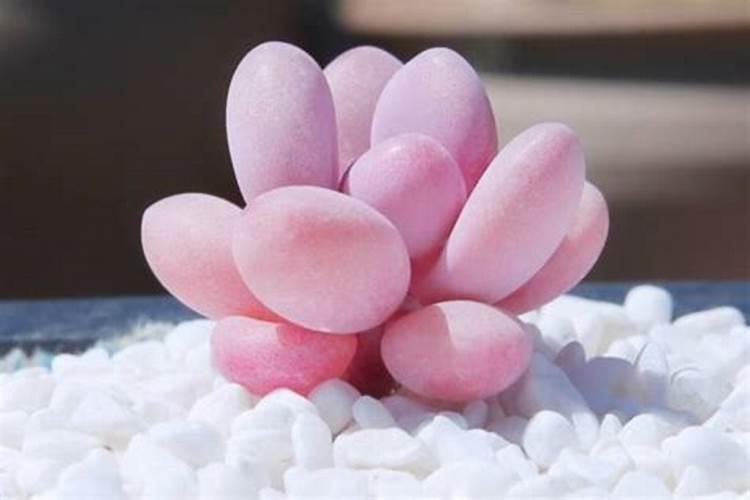 早春养桃蛋,只要方法得当,可以粉粉嫩嫩肥肥胖胖,如何养呢？