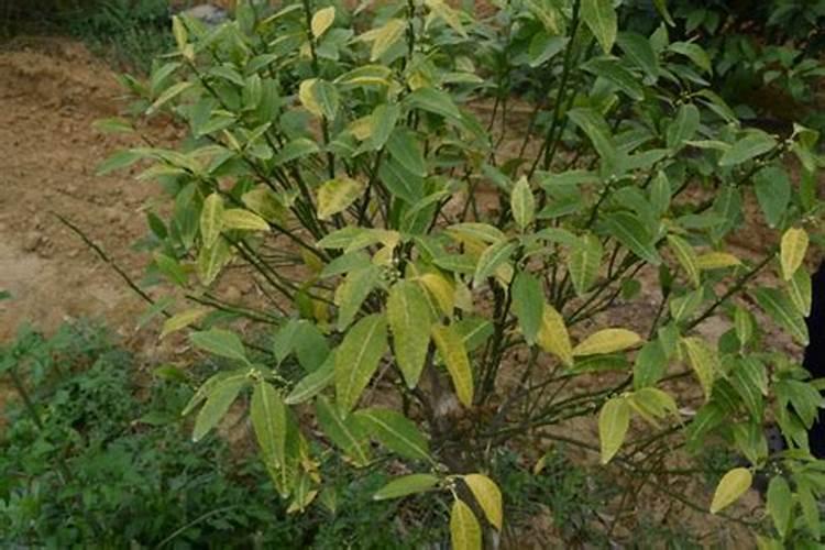 葡萄叶子黄化病上什么肥料好？