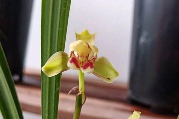 什么肥料对兰花发芽生根开花最好