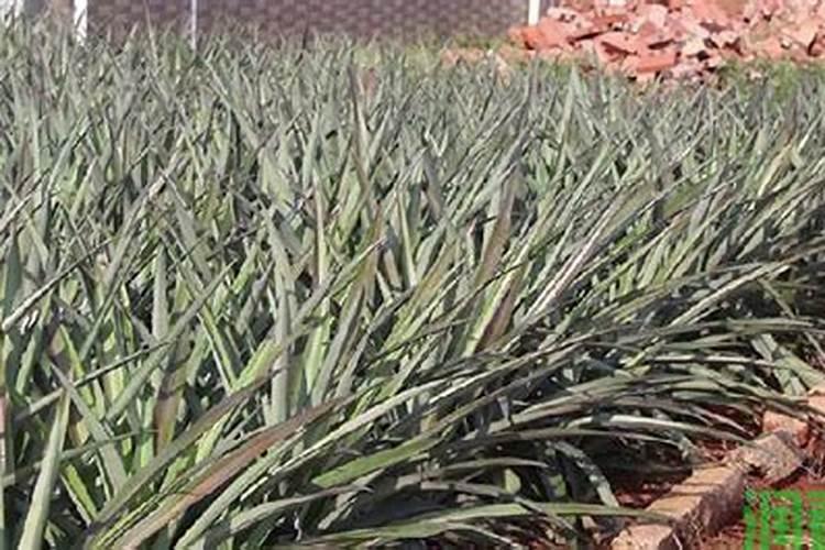 多肉缓释肥和控释肥有什么区别？