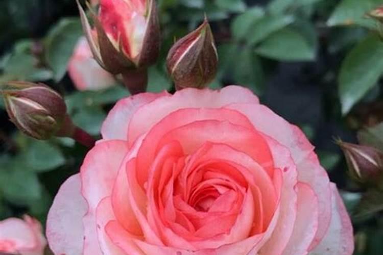 多肉花肥和普通花肥一样吗