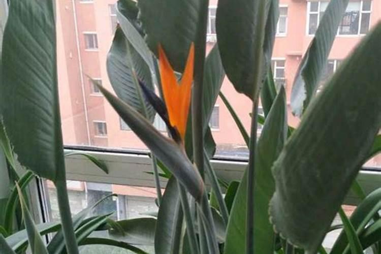 鹤望兰新叶子展不开怎么办