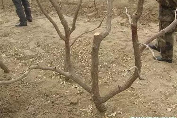 种植萝卜如何施硼肥呢？施硼肥的方法有哪些？