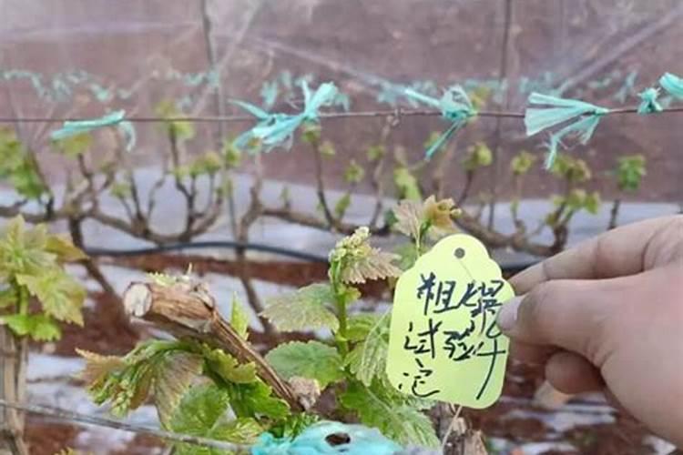 茉莉浇什么肥最好