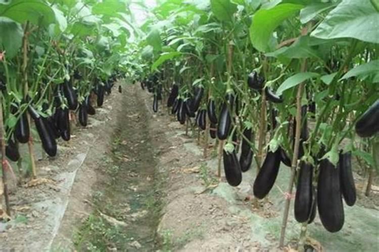 水溶肥施用后多久见效 水溶肥施完三小时后下雨有效吗