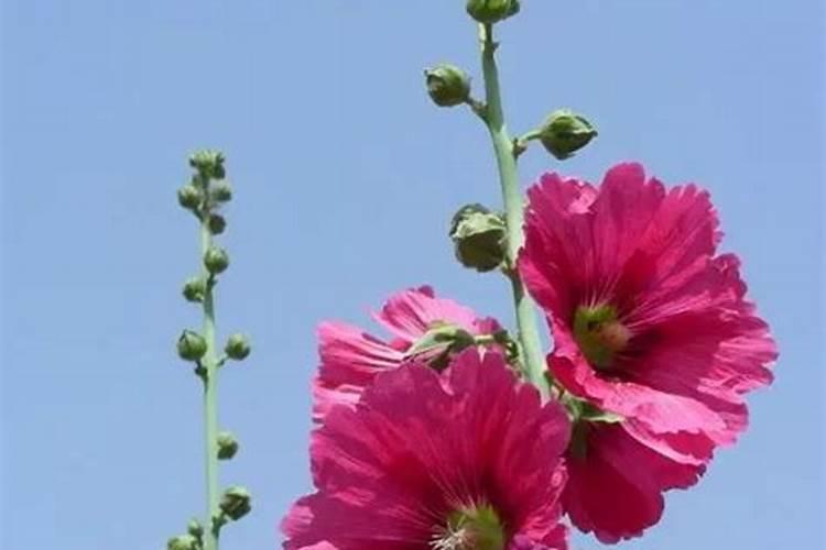 海带的养殖方式