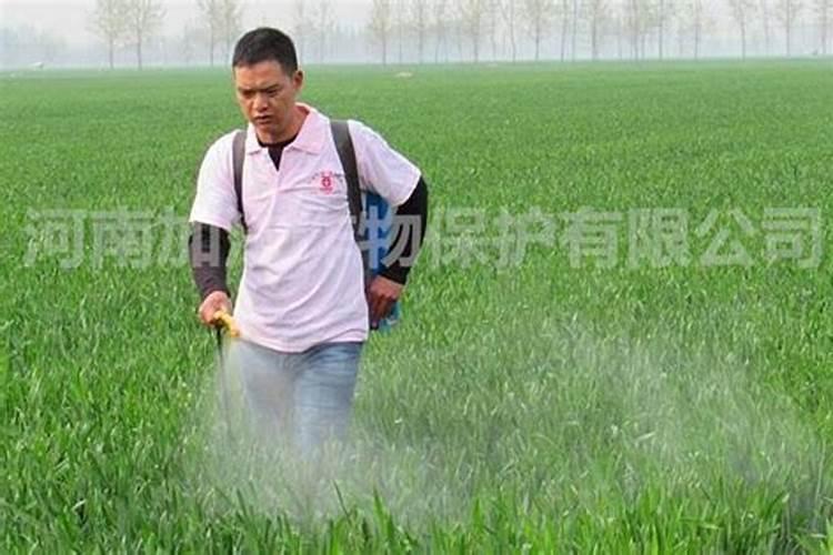 叶面肥有什么优势使用有什么好处