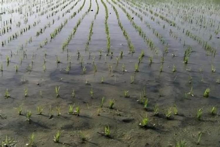 水稻一亩地施尿素多少