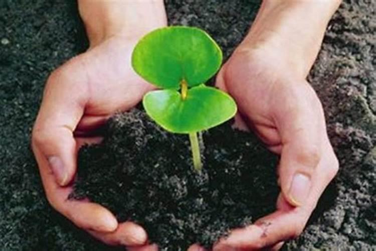 农家肥怎么快速的祛除臭味？