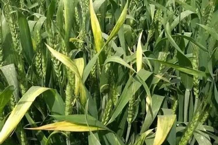 磷肥对小麦有哪些作用？