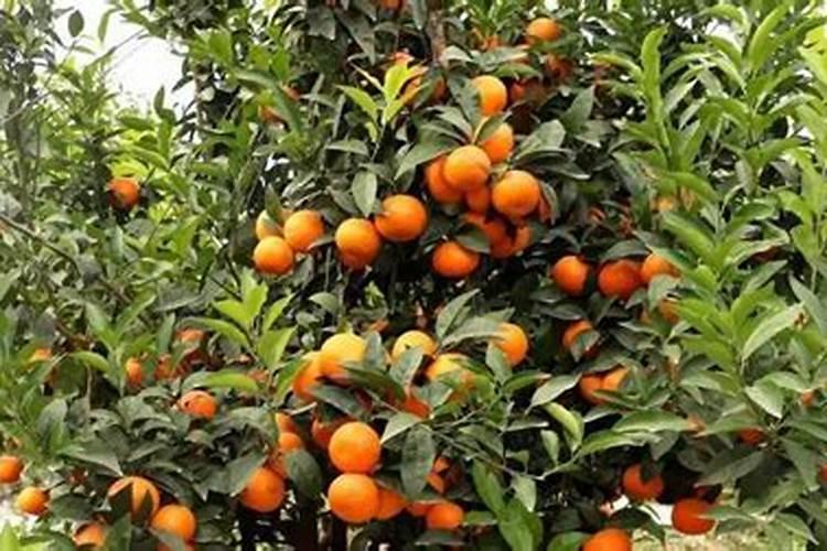 沃柑一年施肥方案