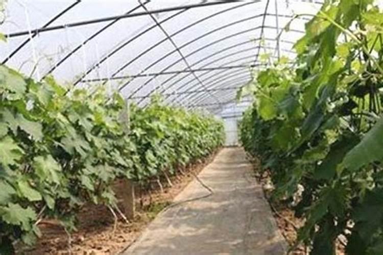 给菠菜施什么肥料能让它快速长起来