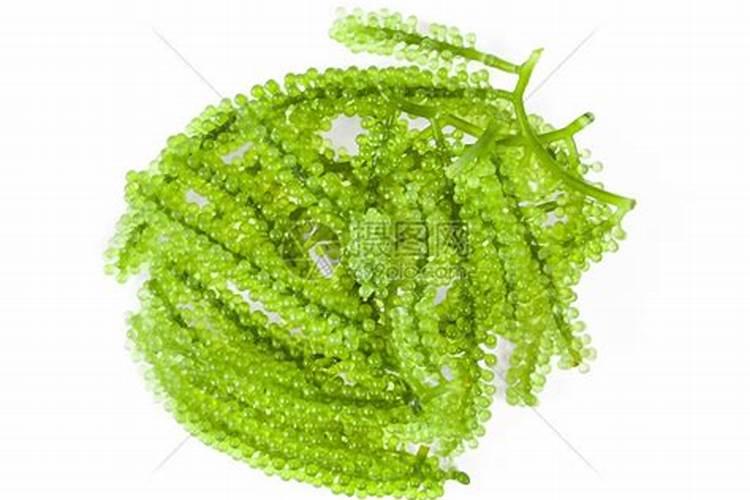 山东力沪生物科技有限公司海海藻水溶肥好吗？