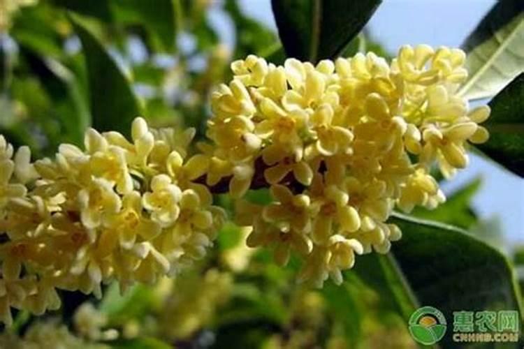 桂花叶子树干全部干了还能活吗怎么养？