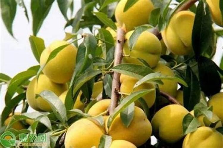 葡萄硼肥什么时候打最好？开花前？还是花期打？