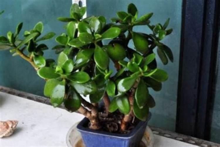 绿萝加什么长的快