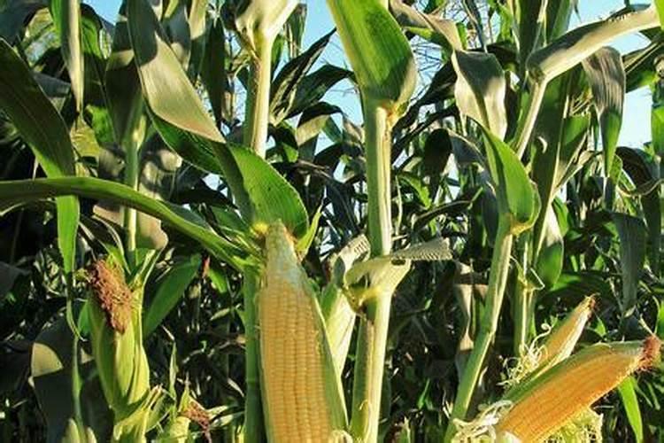 氮肥有哪几种叶面肥为氮肥