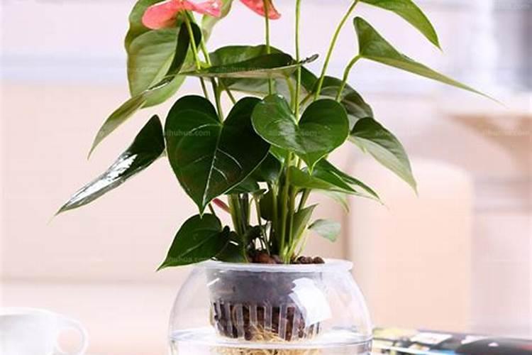 水培红掌怎样才能开花