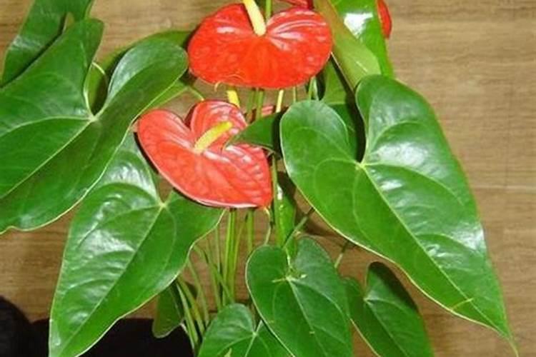 水培红掌怎么养