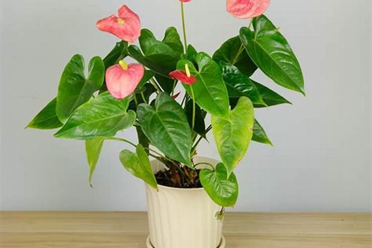 红掌用什么肥料最好