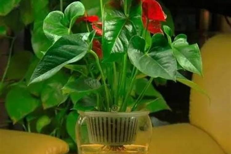 红掌用什么肥料最好