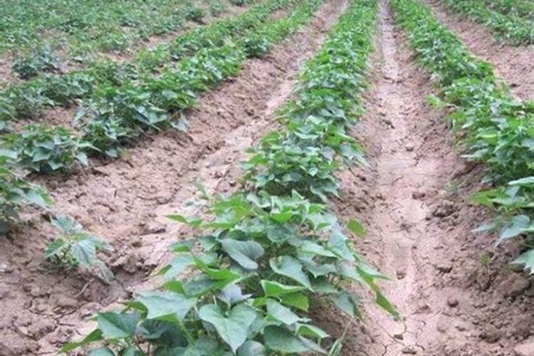红薯施肥注意事项是什么