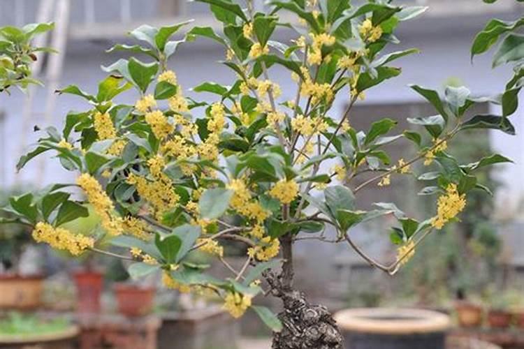 桂花树用什么肥好