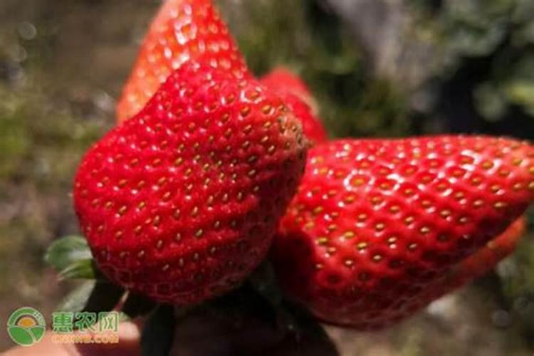 金边哈尼怎么养才茂盛 金边哈尼怎么养