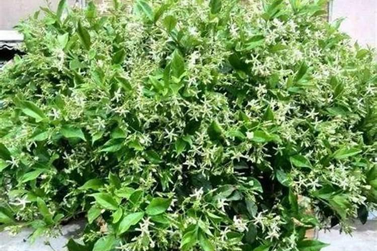 黄腐酸钾一般一亩用量