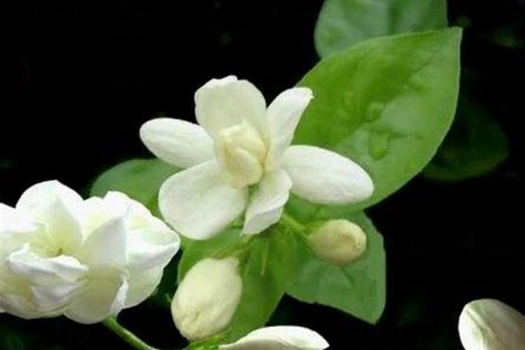 苹果树需要的中量元素有哪些