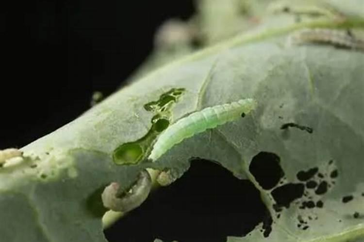 甲维虫螨腈能杀什么虫