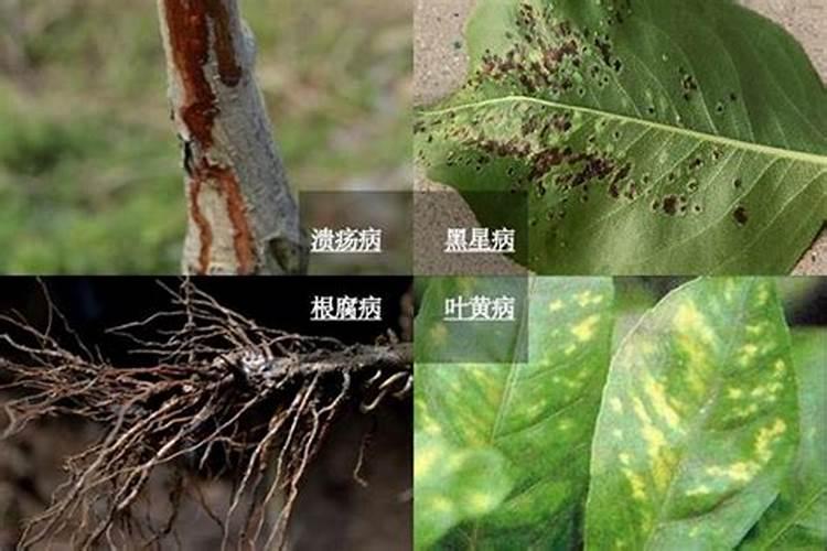 甲维虫螨腈可以和恒星艾农全能斗混和使用吗