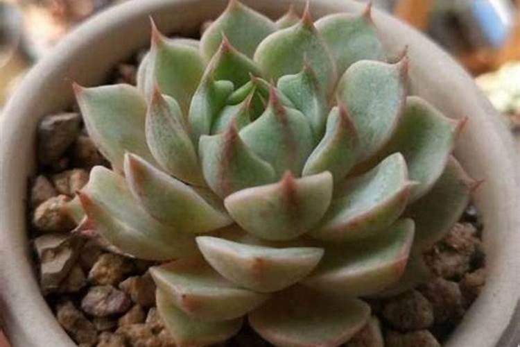 配土方法上盆就活,养花再也不烂根,生活中有哪些配土方法？