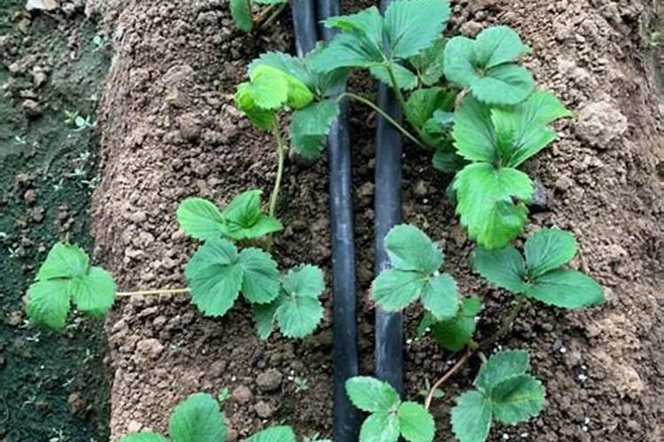 草莓施肥时间和方法是什么？