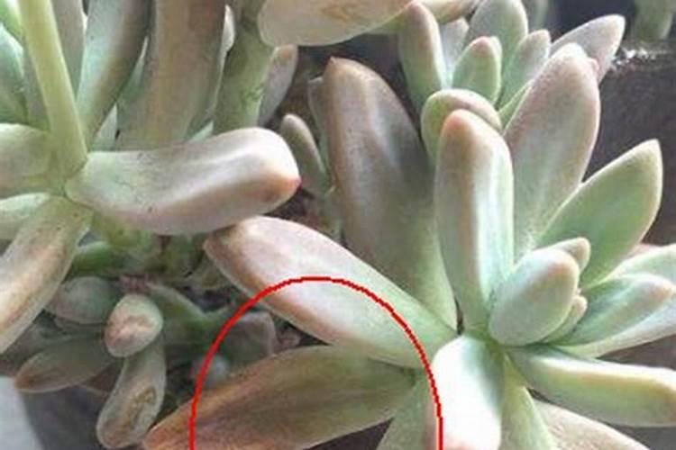 多肉植物施什么肥容易爆盆