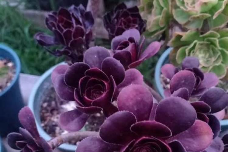 多肉十二卷怎么养才长得好 多肉十二卷如何养护