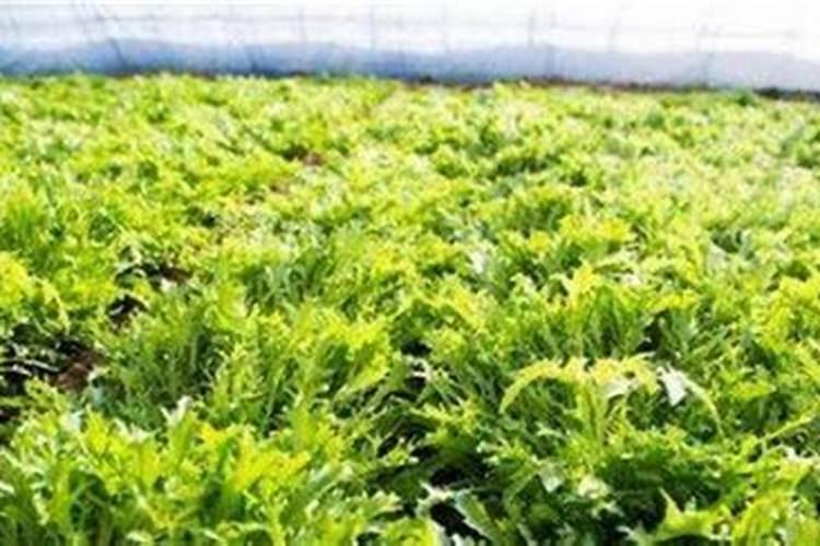 固态氮是金属吗？