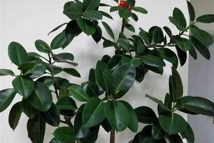 橡皮树怎么养长得旺盛