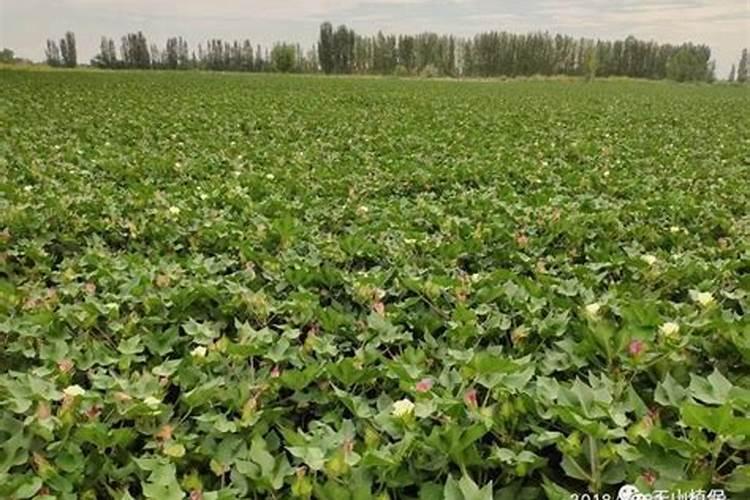 豌豆苗几月份种最好