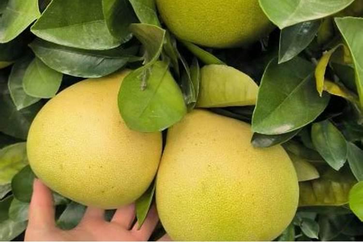 柚子皮能不能和百合莲子一块煮水喝