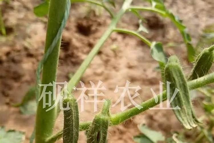 茄子适用哪些肥料