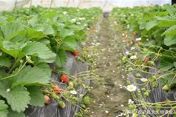 草莓应该怎么施肥？如何种出生态有机草莓？