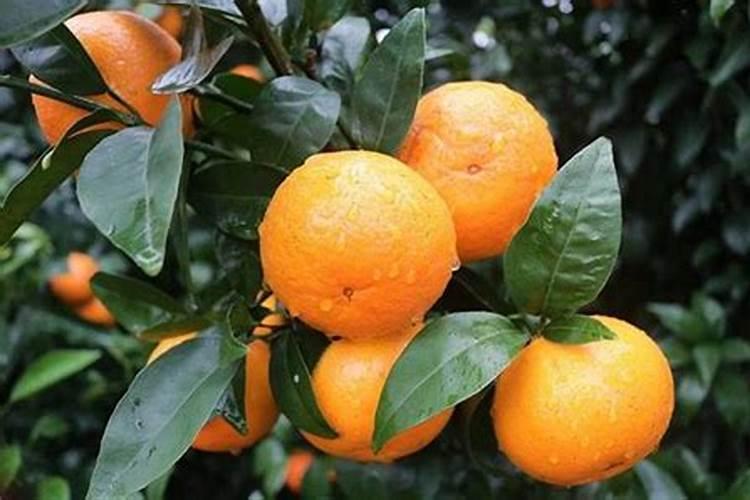 种植沃柑6个月适用放什么肥料