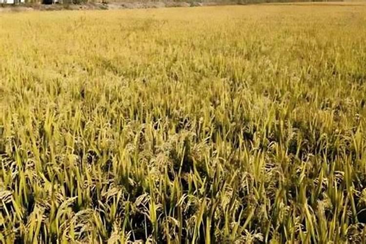 室内种植桑黄注意些什么