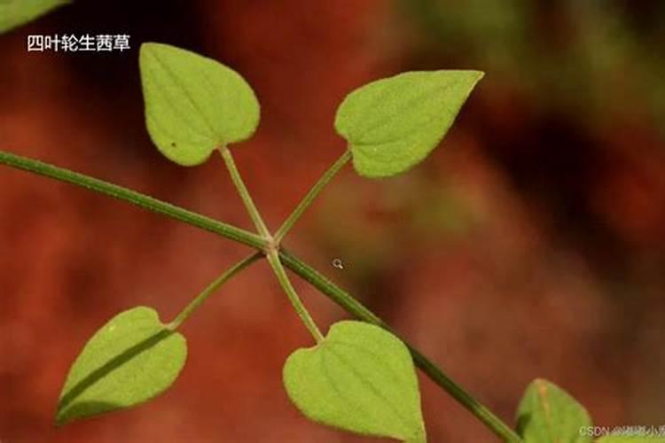 车用尿素可以给植物施肥吗 车用尿素能用在农作物上面做肥料吗