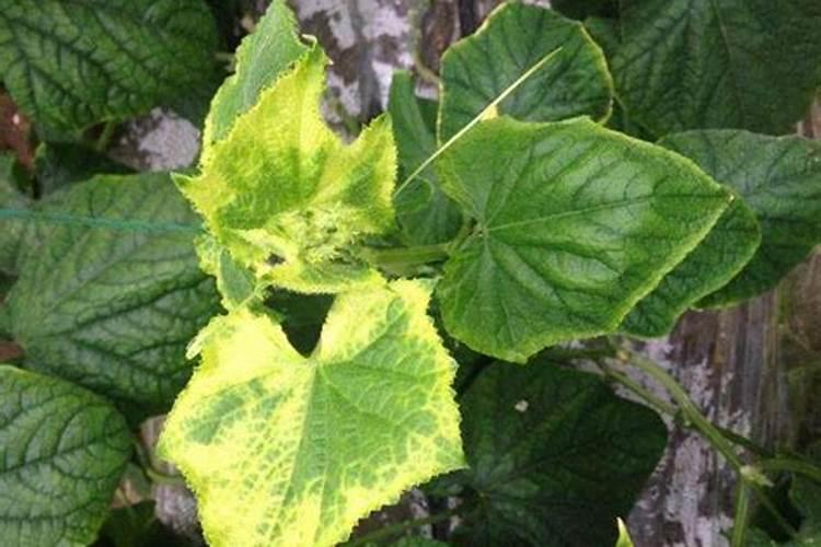 黄瓜用钾肥多了会怎样？