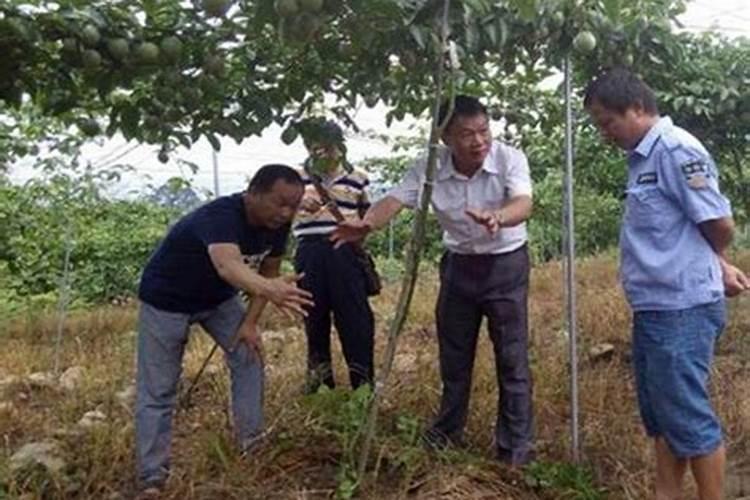 白术和板蓝根等中药材,该选什么除草剂？