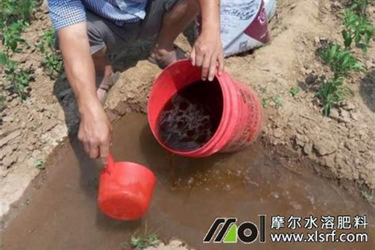 冲施肥怎么用效果更好